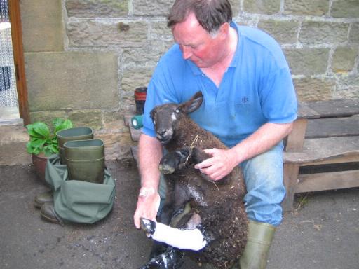 Lamb in cast at Cornhills Farm.